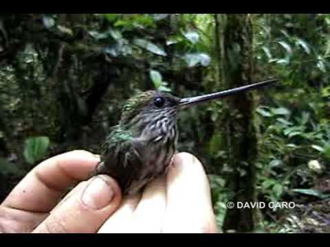 Tooth-billed hummingbird Toothbilled Hummingbird Androdon aequatorialis YouTube