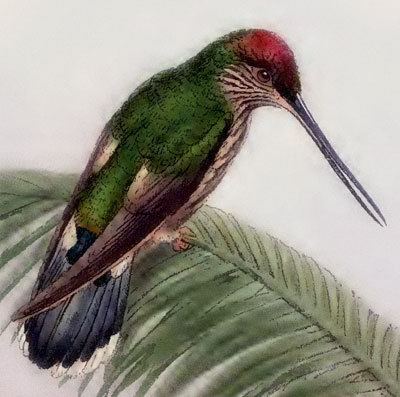 Tooth-billed hummingbird Encyclopedian Dictionary Androdon aequatorialis Toothbilled