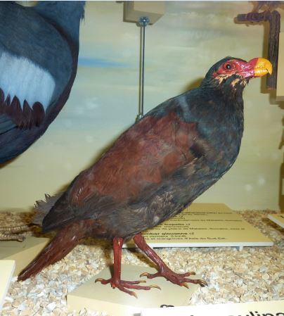 Tooth-billed pigeon Extremely Rare Thought to be Extinct Toothbilled Pigeon Spotted