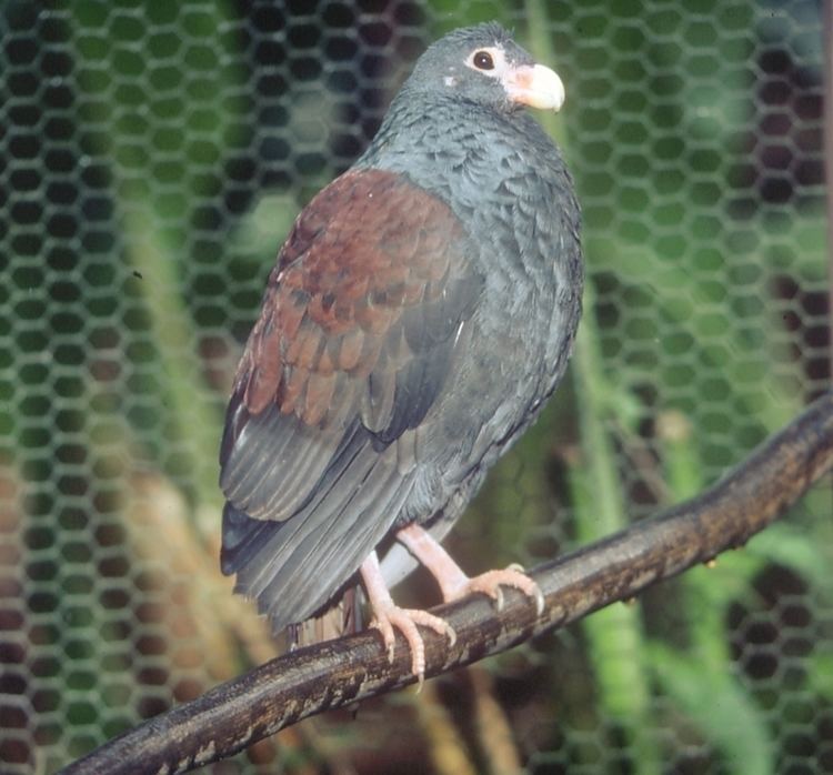 Tooth-billed pigeon animalialifeclubdataimagestoothbilledpigeon