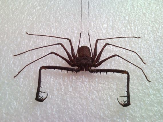 Tooth Cave spider Giant Teeth Cave Spider Specimen SHIP FREE