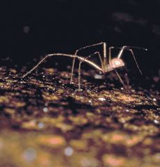 Tooth Cave spider httpslh6googleusercontentcomEkQb0nBYNqYTXc