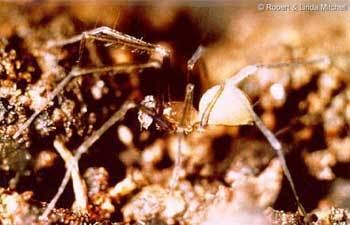 Tooth Cave spider Tooth Cave Spider