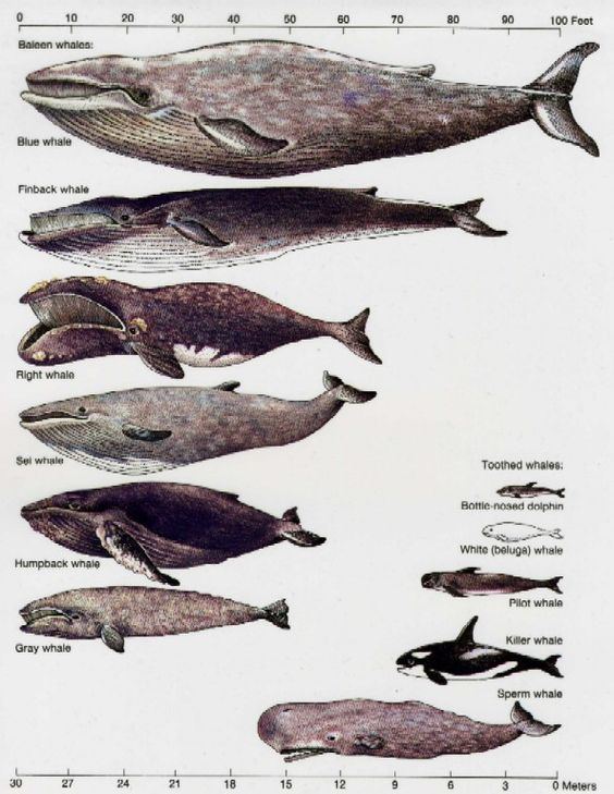 Toothed whale Toothed Whale odontocetians or toothed whales these have teeth for