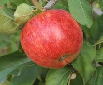 Topaz (apple) Topaz apple trees for sale Order online