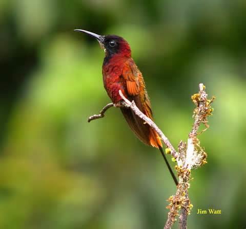 Topaz (hummingbird) More on Topaza