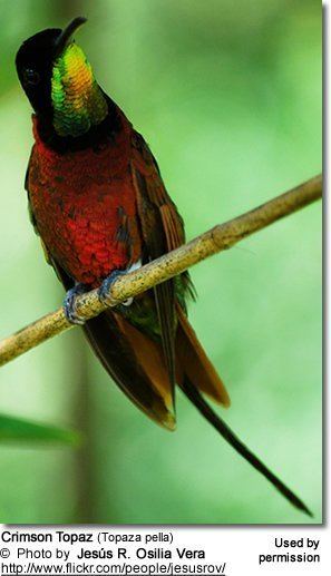 Topaz (hummingbird) Topazes hummingbirds genus Topaza