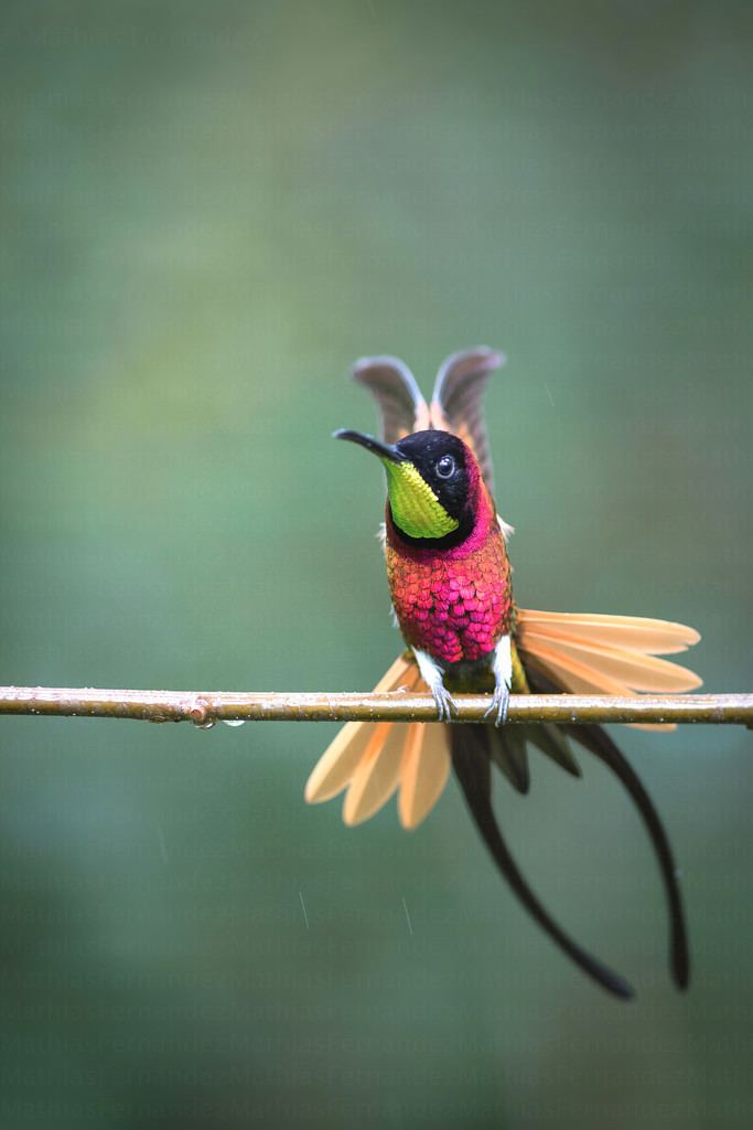 Topaz (hummingbird) Flickr photos tagged topaza Picssr