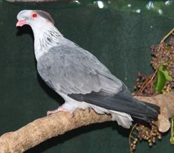 Topknot pigeon Topknot Pigeon