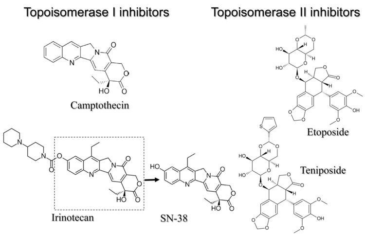 Topoisomerase inhibitor Analysis of Type of Cell Death Induced by Topoisomerase Inhibitor SN