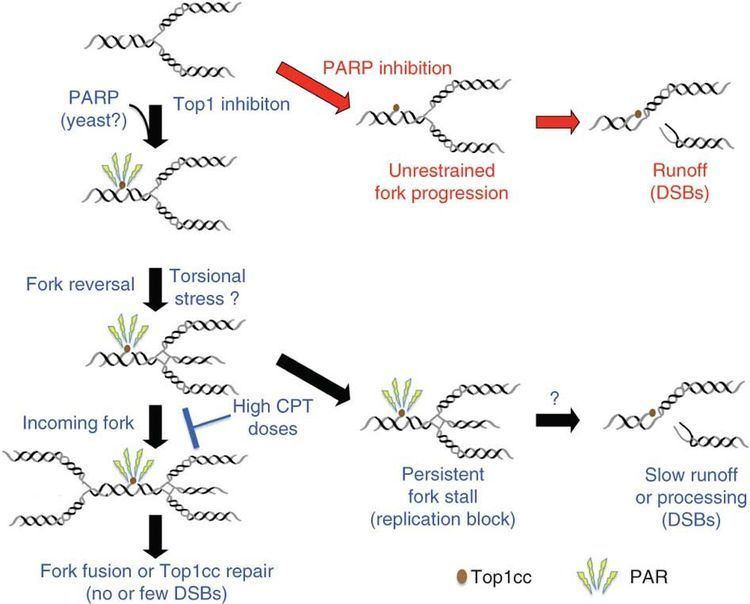 Topoisomerase inhibitor Model for replication interference by Top1 poisons and their