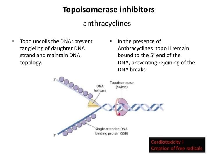 Topoisomerase inhibitor Cancer Chemotherapies Final