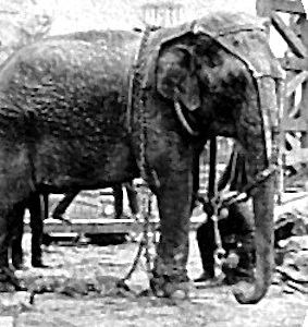 Topsy (elephant) Theme Park History The Dark Story of Thomas Edison and Topsy the