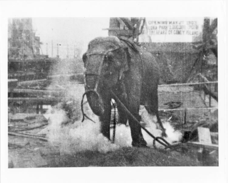 Topsy (elephant) Topsy the elephant slain by Thomas Edison NY Daily News