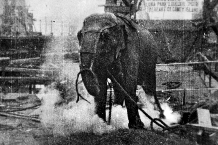 Topsy (elephant) Electrocuting an Elephant Wikiwand