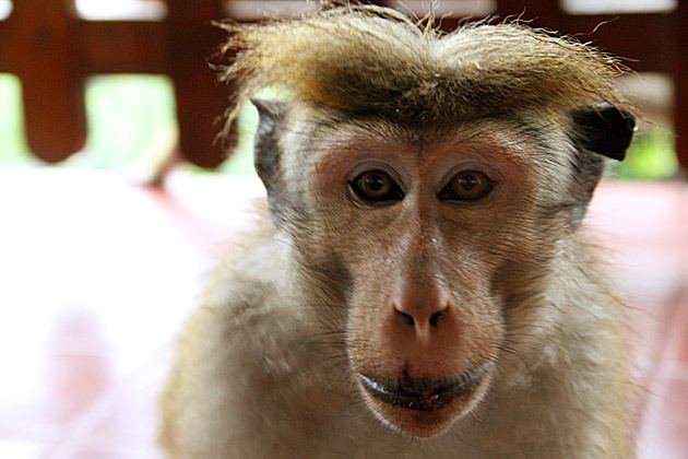 Toque macaque Monkeyshines with the Toque Macaques Sri Lanka For 91 Days