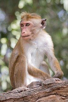 Toque macaque httpsuploadwikimediaorgwikipediacommonsthu