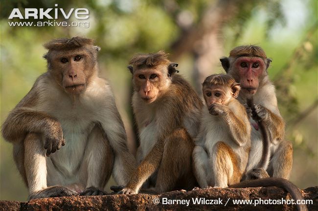 Toque macaque Toque macaque videos photos and facts Macaca sinica ARKive