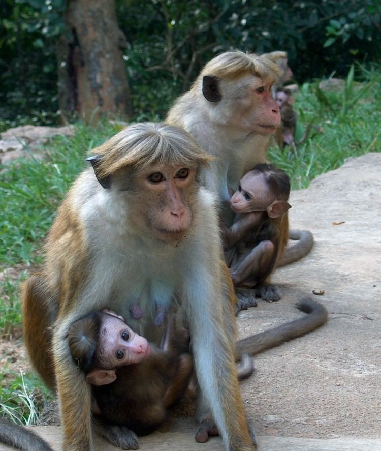 Toque macaque FileToque Macaque Sri Lankajpg Wikimedia Commons