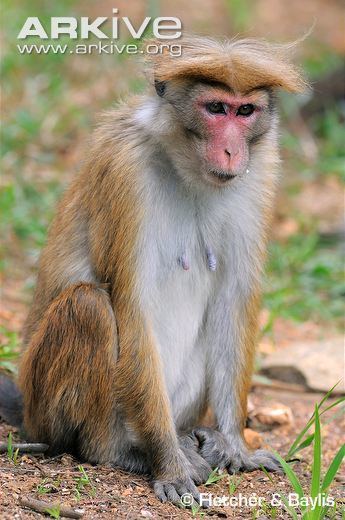 Toque macaque Toque macaque photo Macaca sinica G119240 ARKive