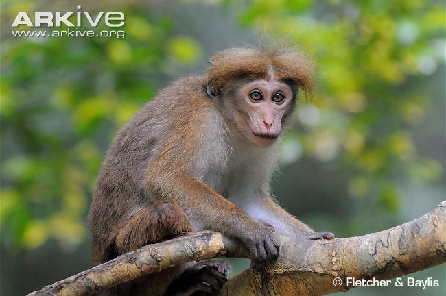 Toque macaque Toque macaque photo Macaca sinica G119138 ARKive