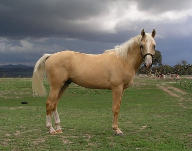 Tori horse wwwhorsebreedspicturescomwpcontentuploads201
