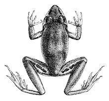 Tornier's frog httpsuploadwikimediaorgwikipediacommonsthu