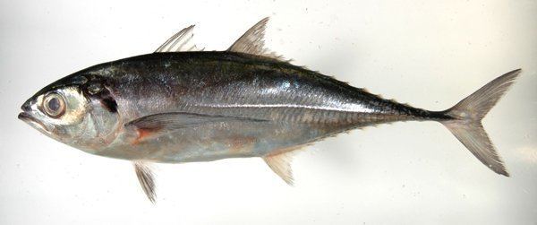 Torpedo scad Fish Guide to Selected Commercial Marine Fishes of Malaysia Waters