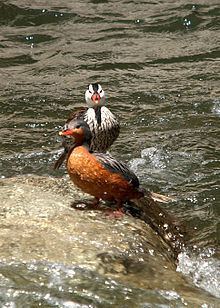 Torrent duck httpsuploadwikimediaorgwikipediacommonsthu