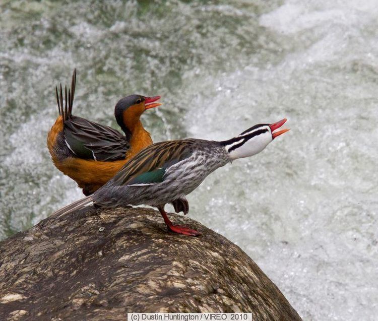 Torrent duck 1000 images about Anatidae Anatinae Merganettini on Pinterest
