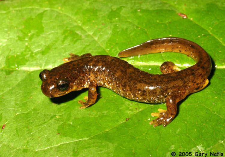 Torrent salamander Southern Torrent Salamander Rhyacotriton variegatus