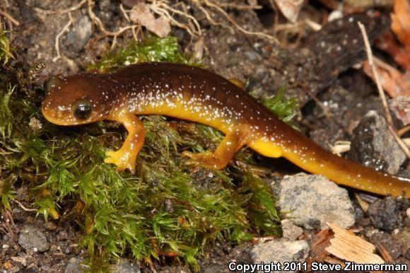 Torrent salamander Columbia Torrent Salamander Rhyacotriton kezeri