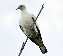 Torresian imperial pigeon httpsuploadwikimediaorgwikipediacommonsthu