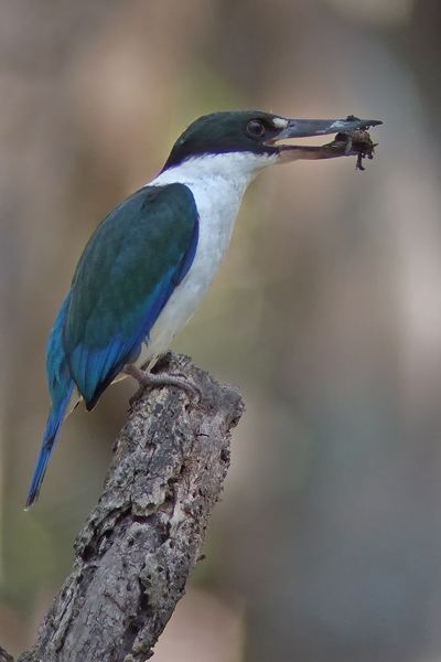 Torresian kingfisher ebirdorgcontentaustraliawpcontentuploadssit