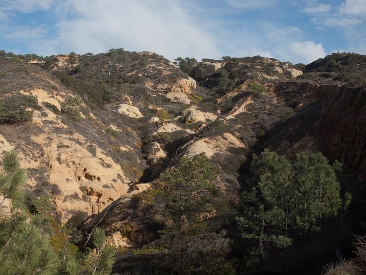 Torrey pine Pinus torreyana Torrey pine description