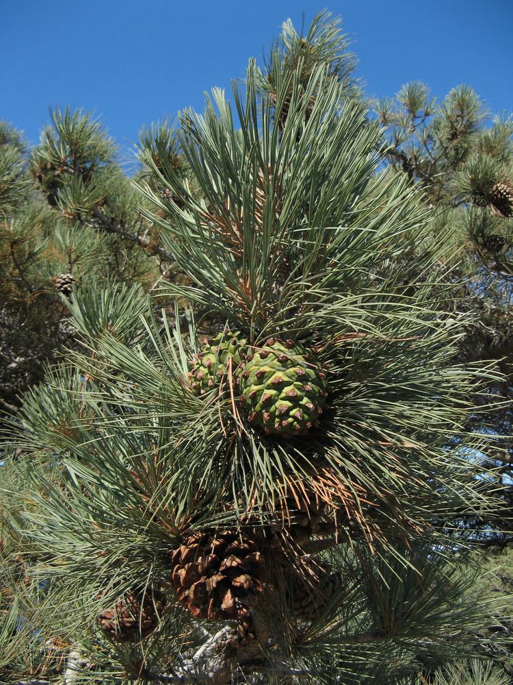 Torrey pine Torrey pine Wikiwand