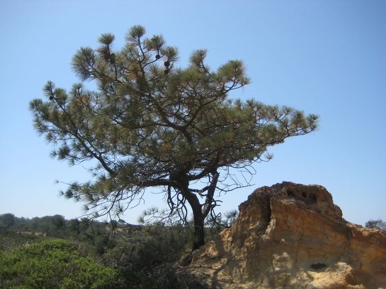 Torrey pine Character of the Torrey Pine sjacmarathoners