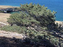 Torrey pine httpsuploadwikimediaorgwikipediacommonsthu