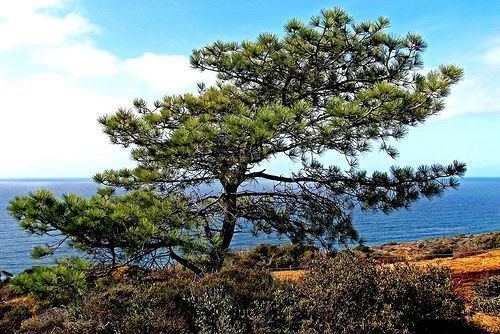 Torrey pine Torrey Pine A Pacific View by moonjazz via Flickr Additional