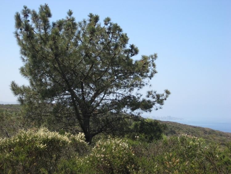 Torrey pine 78 Best images about Torrey Pine on Pinterest Cas The o39jays and