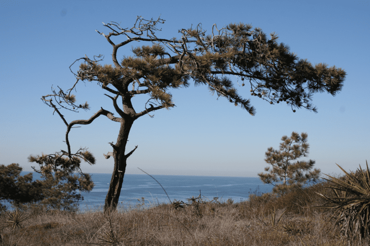 Torrey pine Torrey Pine Tree The Ultimate Guide INSTALLITDIRECT