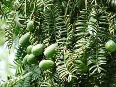 Torreya grandis Torreya grandis Chinese Nutmeg Tree PFAF Plant Database