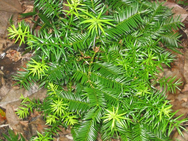 Torreya taxifolia CalPhotos Torreya taxifolia Florida Torreya