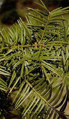Torreya taxifolia httpsuploadwikimediaorgwikipediacommonsthu