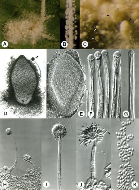 Torrubiella Ascomycota gtgt Ascomycetes gtgt Hypocreales gtgt Torrubiella dimorpha