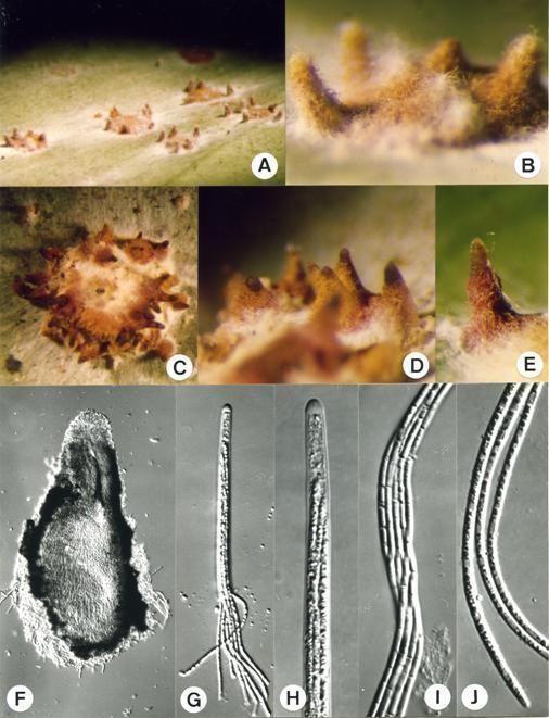 Torrubiella Ascomycota gtgt Ascomycetes gtgt Hypocreales gtgt Torrubiella luteorostrata