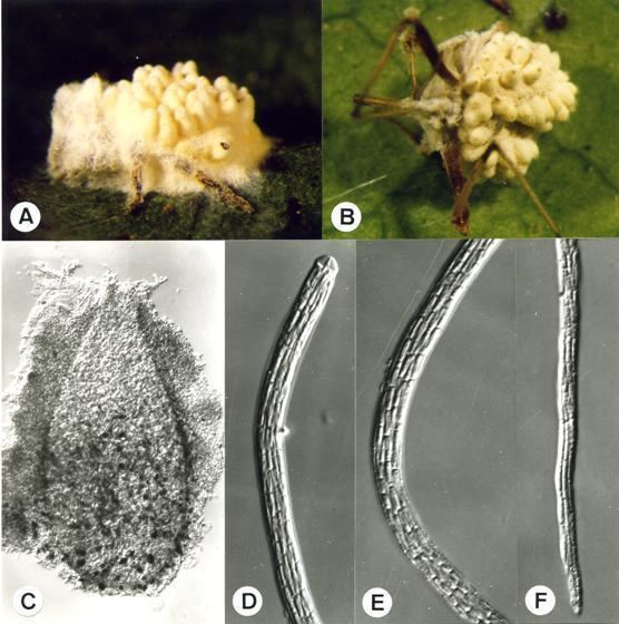 Torrubiella Ascomycota gtgt Ascomycetes gtgt Hypocreales gtgt Torrubiella flava