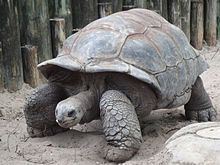 Tortoise httpsuploadwikimediaorgwikipediacommonsthu