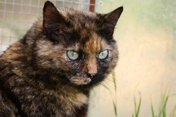 Tortoiseshell cat 10 Things You Didn39t Know About the Tortoiseshell Cat