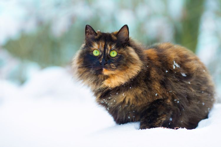 Tortoiseshell cat All You Need to Know About Torties Torbies and Calico Cats